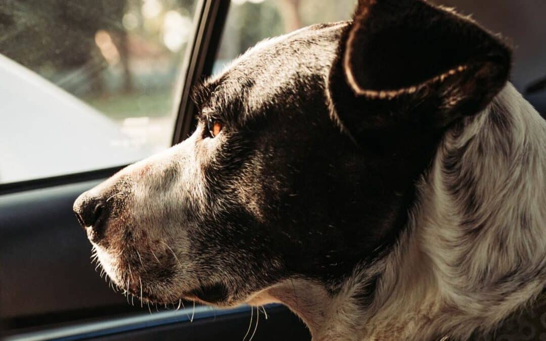 Autobox Hund im Auto